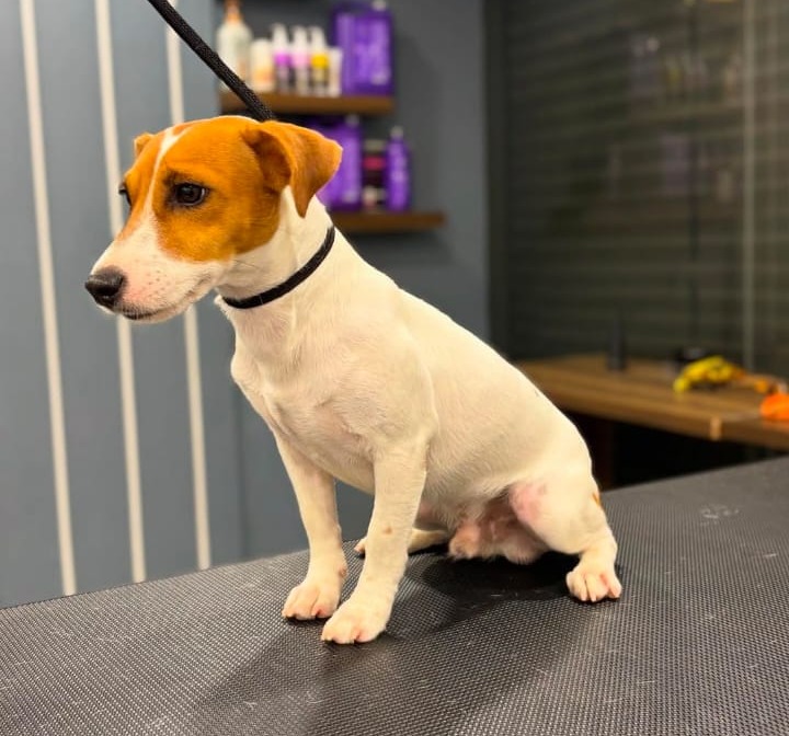 Pet Grooming Studio Thrissur,Pet Grooming Service Thrissur, For Our Pets  