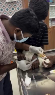 Pet clinic thazhambur Chennai, Pet Grooming Thazhambur Chennai , Pet Bording Thazhambur chennai, Wellvetz pet clinic Thazhambur Chennai.