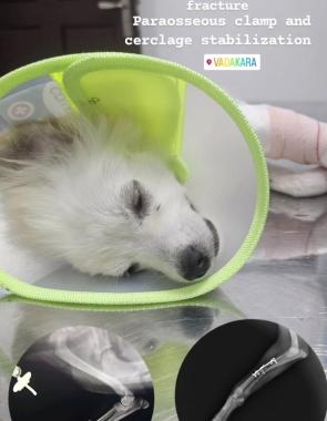 Pet Clinic Veterinarian Consultation Meppayil Vadakara, Vet Excel Pet clinic