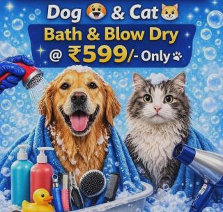 Veterinary Clinic Arakkonam,  Pet Grooming Center Arakkonam,  Online Pet Consultation Arakkonam, ​Alpha Animal Hospital 