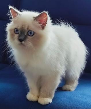 Pet grooming centre in calicut malappuram kottayam,Pet food and accessories in  calicut malappuram kottayam,Pet boarding Pet training in  calicut malappuram kottayam,PETZONE  
