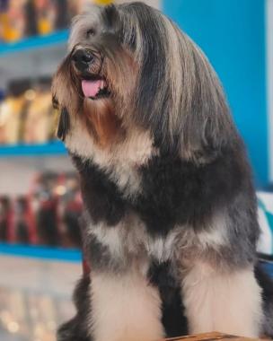Pet grooming centre in calicut malappuram kottayam,Pet food and accessories in  calicut malappuram kottayam,Pet boarding Pet training in  calicut malappuram kottayam,PETZONE  