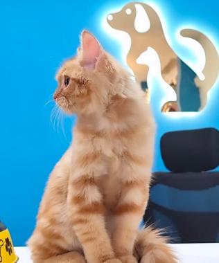 Pet grooming centre in calicut malappuram kottayam,Pet food and accessories in  calicut malappuram kottayam,Pet boarding Pet training in  calicut malappuram kottayam,PETZONE  