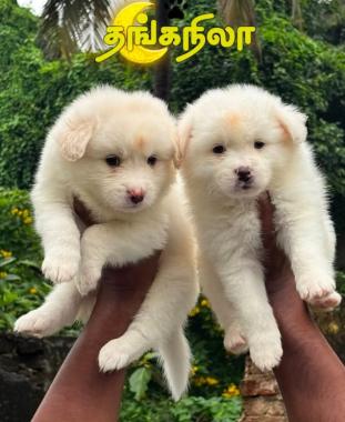 Pet service in thanjavur,Pet store in thanjavur,Pet Food Pet Medicine Pet Accessories in thanjavur,Pet Grooming Pet Training in  thanjavur,Thanganila Pet Care  