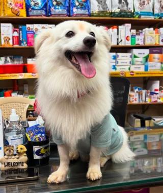 Pet service in thanjavur,Pet store in thanjavur,Pet Food Pet Medicine Pet Accessories in thanjavur,Pet Grooming Pet Training in  thanjavur,Thanganila Pet Care  