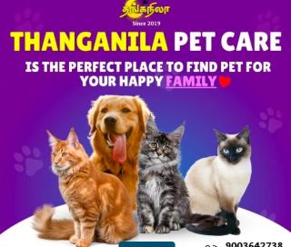 Pet service in thanjavur,Pet store in thanjavur,Pet Food Pet Medicine Pet Accessories in thanjavur,Pet Grooming Pet Training in  thanjavur,Thanganila Pet Care  