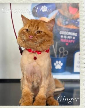 Pet service in pune,Pet grooming in pune,Pet Food and Accessories in pune,The Pets Gallery 