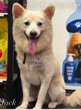 Pet service in pune,Pet grooming in pune,Pet Food and Accessories in pune,The Pets Gallery 