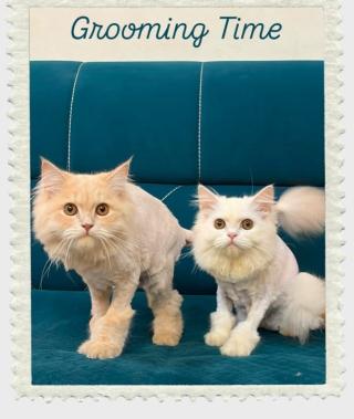 Pet service in pune,Pet grooming in pune,Pet Food and Accessories in pune,The Pets Gallery 