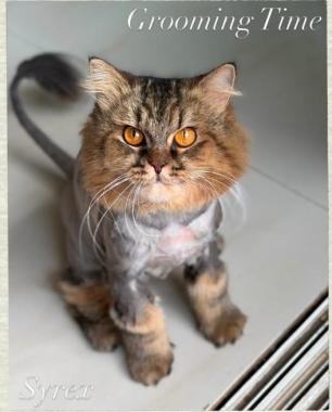 Pet service in pune,Pet grooming in pune,Pet Food and Accessories in pune,The Pets Gallery 