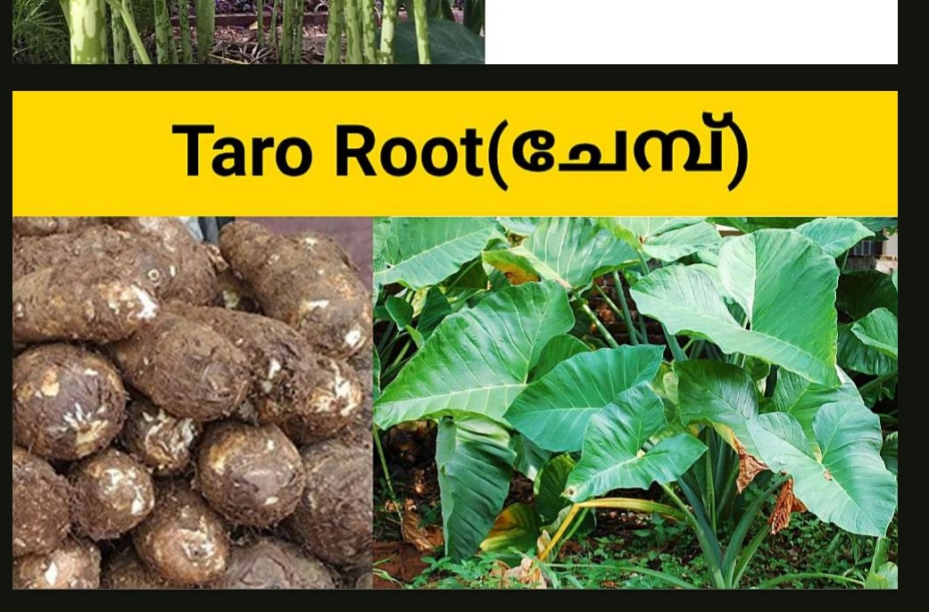 Taro root