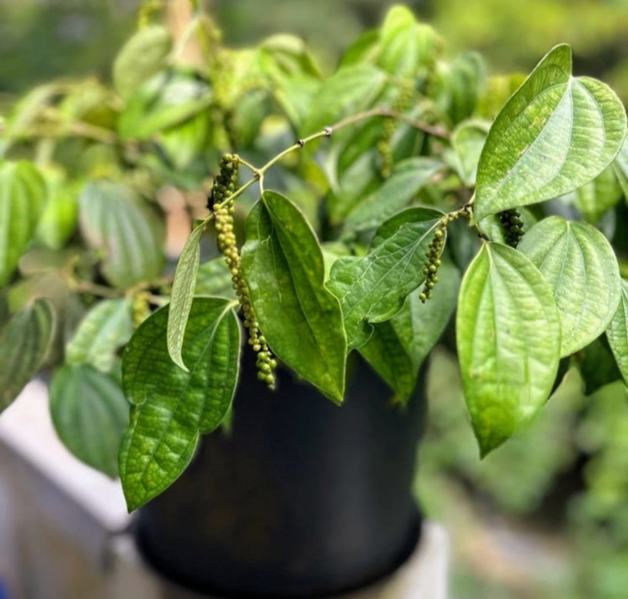 PEPPER PLANT