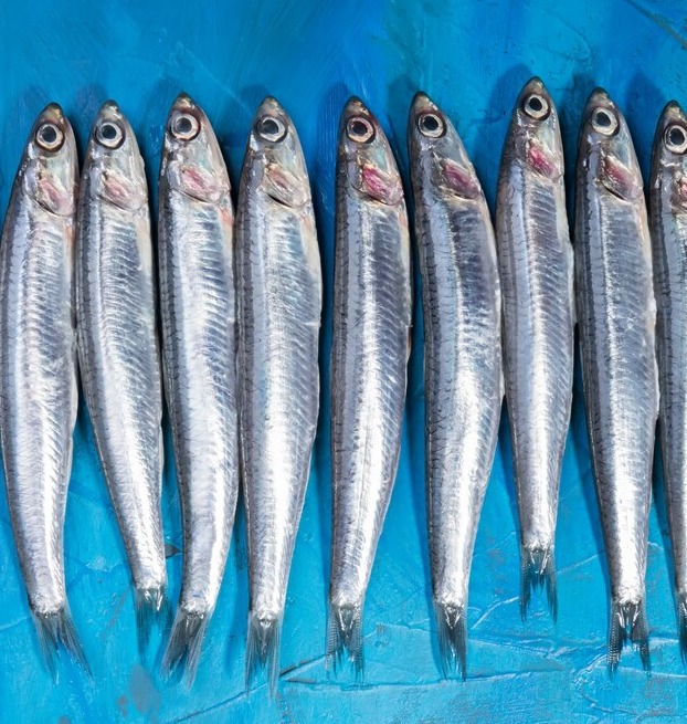 Sardine/മത്തി delivery available 