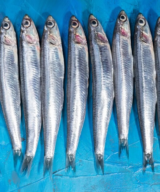 Sardine/മത്തി delivery available 