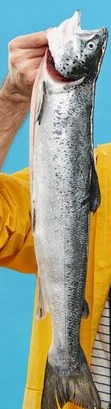 Ola meen  ഓലമീൻ  delivery available