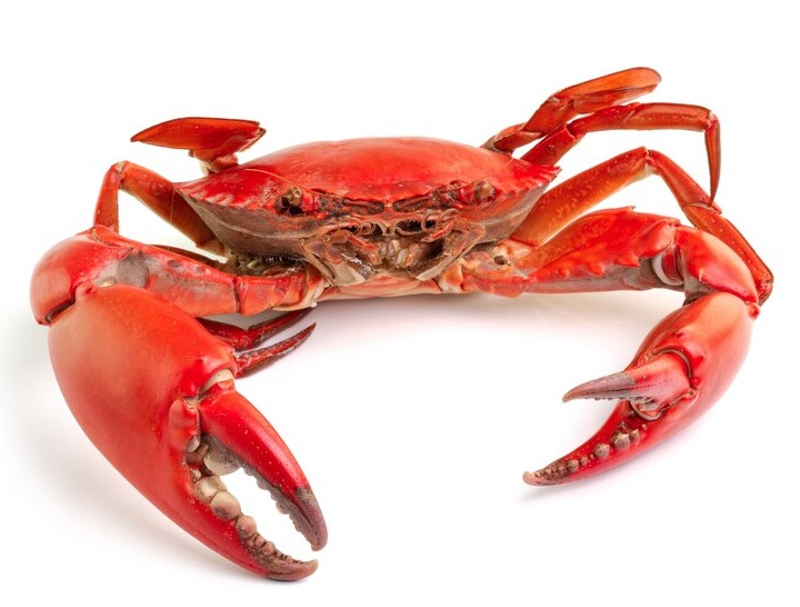 CRAB/ഞണ്ട് delivery available  