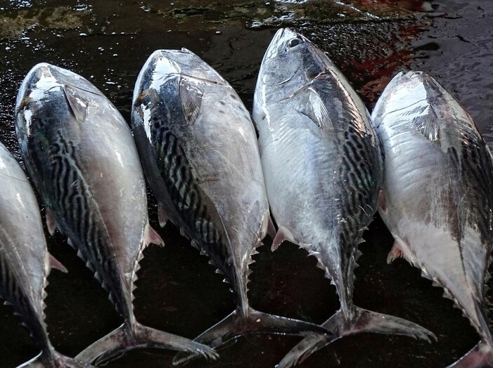 TUNA/ചൂര delivery  available  