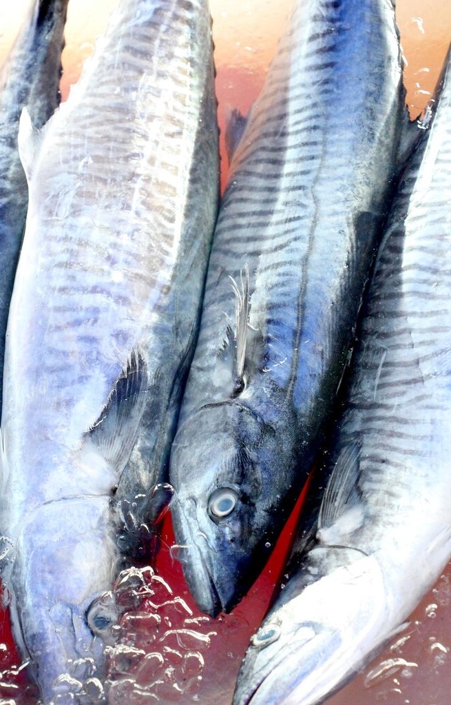 TUNA/ചൂര delivery  available  