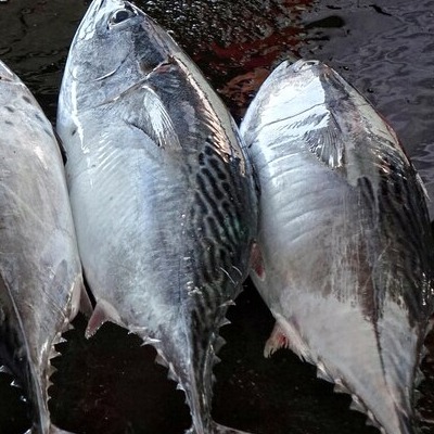 TUNA/ചൂര delivery  available  