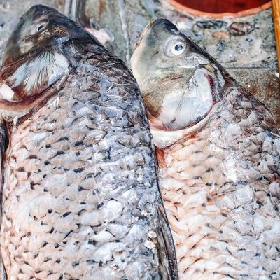 Amur/അമുർ delivery available 