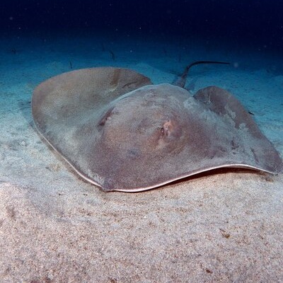Stingray fish/തിരണ്ടി delivery available 