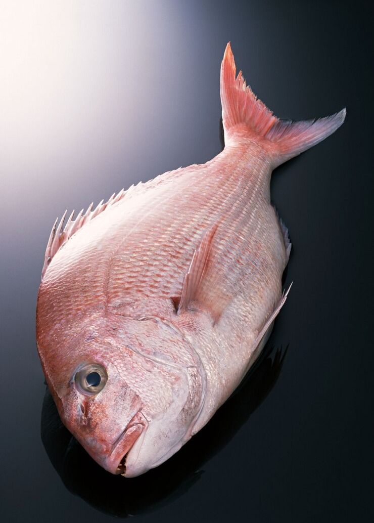  Snapper/ചെമ്പല്ലി delivery available