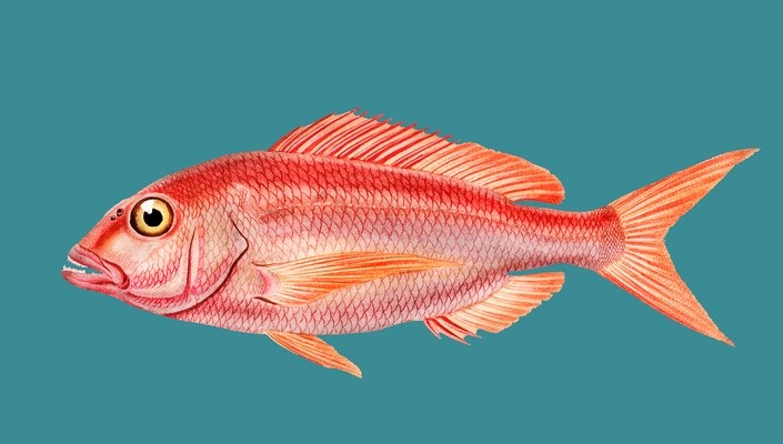  Snapper/ചെമ്പല്ലി delivery available