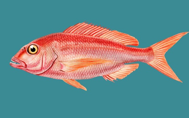  Snapper/ചെമ്പല്ലി delivery available