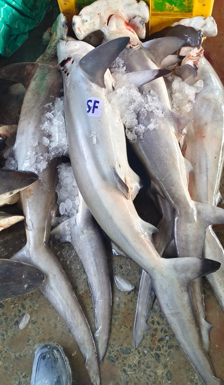 Shark / സ്രാവ് delivery available