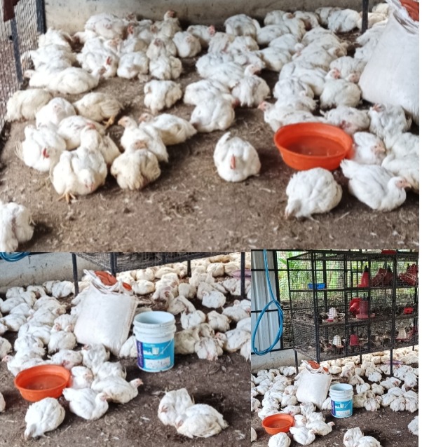 Chicken Stall Ayanchery  : AF Kozhifarm 