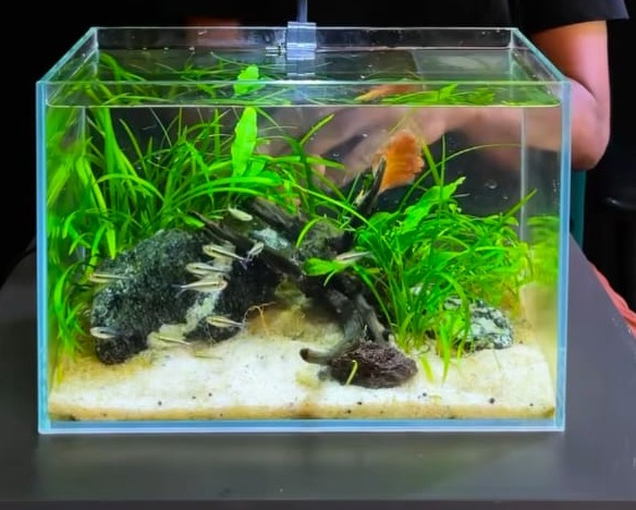 Aquarium Showroom Trivandrum,Aquarium Showroom Kazhakkoottam Trivandrum,Aquatic Pet ShopKazhakkoottam Trivandrum,Happy Fish 