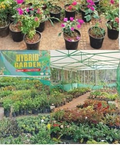  Agro Farm Aroor Kakkattil, Agricultural Nursery Aroor Kakkattil,Hybrid Garden aroor 