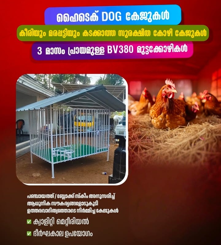 Poultry Farm Kottarakkara Kollam,Hi Tech Poultry Cages  Kottarakkara Kollam,Pets Cages  Kottarakkara Kollam,Choozhathil Farm 