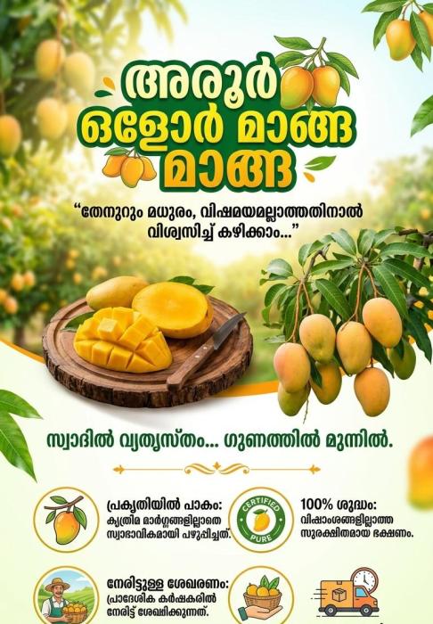 Aroor olor mango, അരൂർ ഒളോർ മാങ്ങ, Aroor olor mango Delivery Avilable wholesale  and Retail