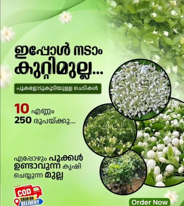 jasmine plants Pathadippalam Kochi, wholesale and retail jasmine plants  