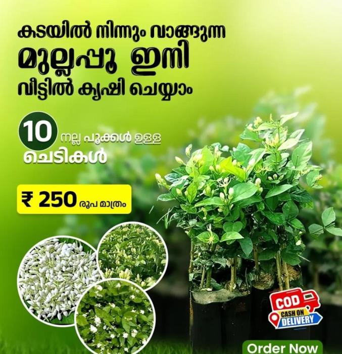 jasmine plants Pathadippalam Kochi, wholesale and retail jasmine plants  