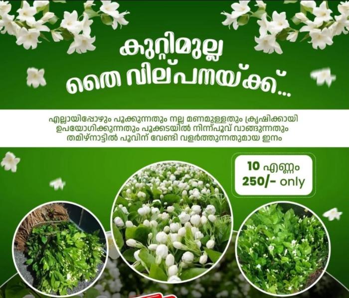jasmine plants Pathadippalam Kochi, wholesale and retail jasmine plants  