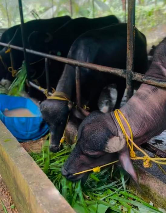 Farm house in kochi, Buffalo Meat in kochi, Buffalo sale in kochi, Bellari Farm House 