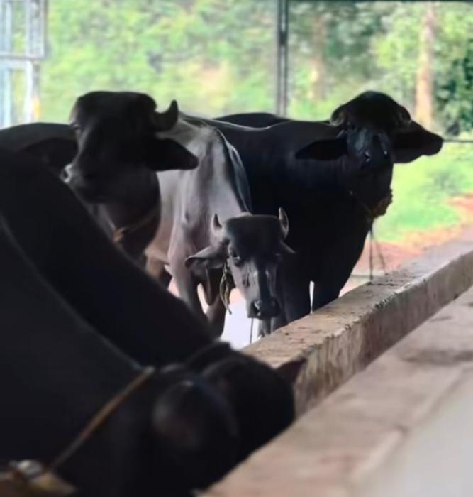 Farm house in kochi, Buffalo Meat in kochi, Buffalo sale in kochi, Bellari Farm House 
