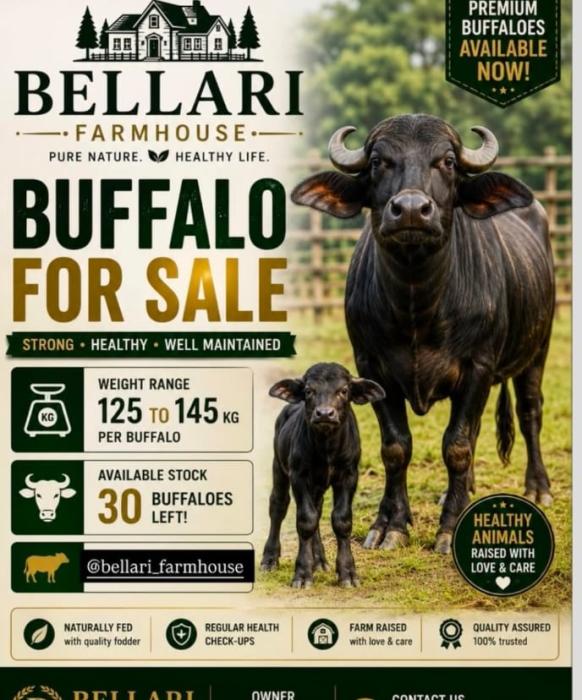 Farm house in kochi, Buffalo Meat in kochi, Buffalo sale in kochi, Bellari Farm House 