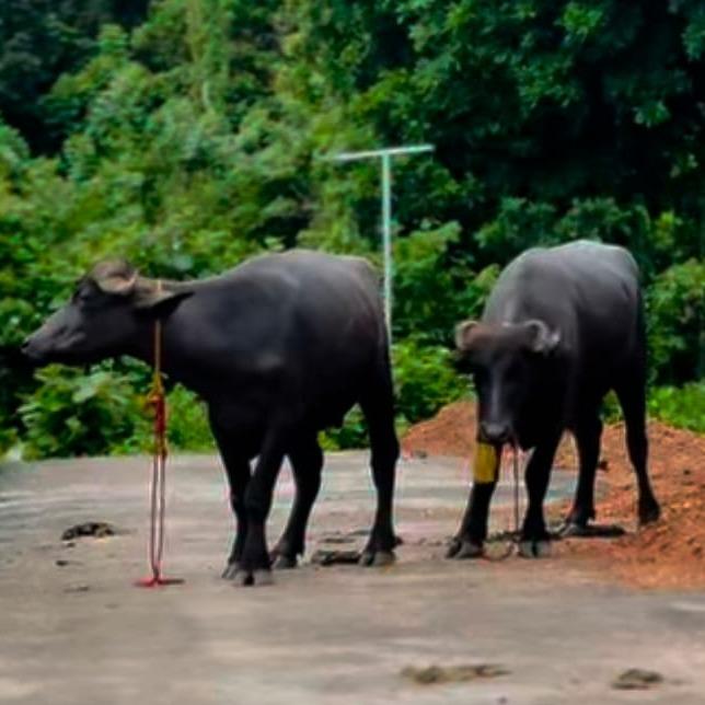 Farm house in kochi, Buffalo Meat in kochi, Buffalo sale in kochi, Bellari Farm House 