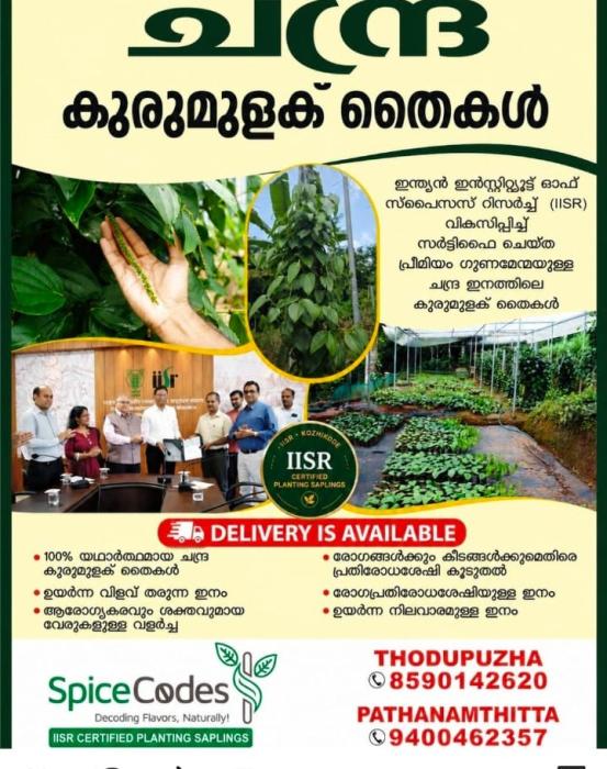 IISR certified black pepper saplings in thodupuzha,Agricultural nursery in thodupuzha,Chandra black pepper in thodupuzha,Spice Codes Nursery 