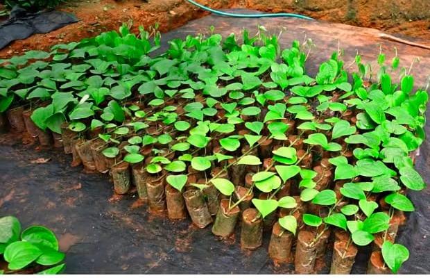 IISR certified black pepper saplings in thodupuzha,Agricultural nursery in thodupuzha,Chandra black pepper in thodupuzha,Spice Codes Nursery 
