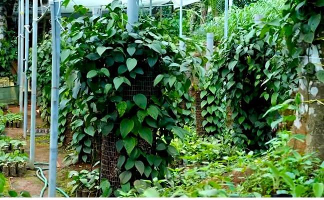 IISR certified black pepper saplings in thodupuzha,Agricultural nursery in thodupuzha,Chandra black pepper in thodupuzha,Spice Codes Nursery 
