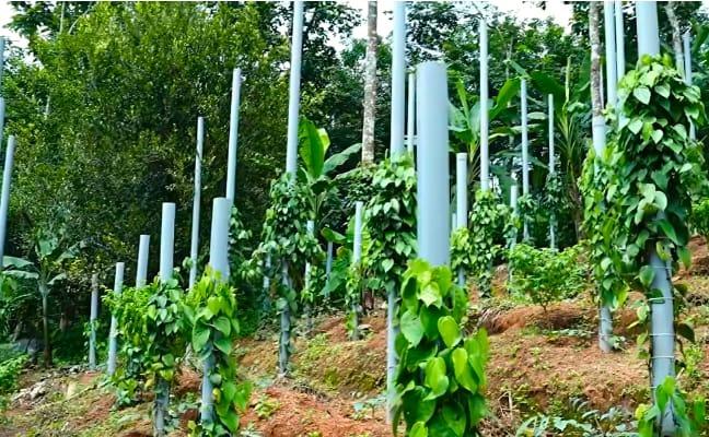 IISR certified black pepper saplings in thodupuzha,Agricultural nursery in thodupuzha,Chandra black pepper in thodupuzha,Spice Codes Nursery 