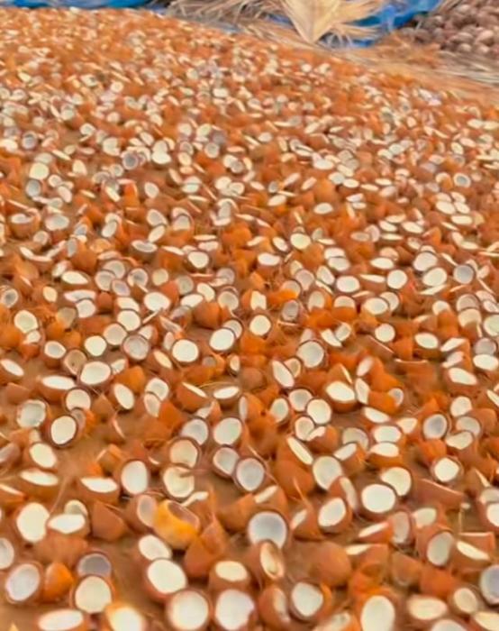 Coconuts buyer in arachalur erode tamilnadu ,Coconut shells buyer in arachalur erode tamilnadu,Coconuts and Coconut shells bulk buyers in arachalur erode tamilnadu, Sri AM Traders 