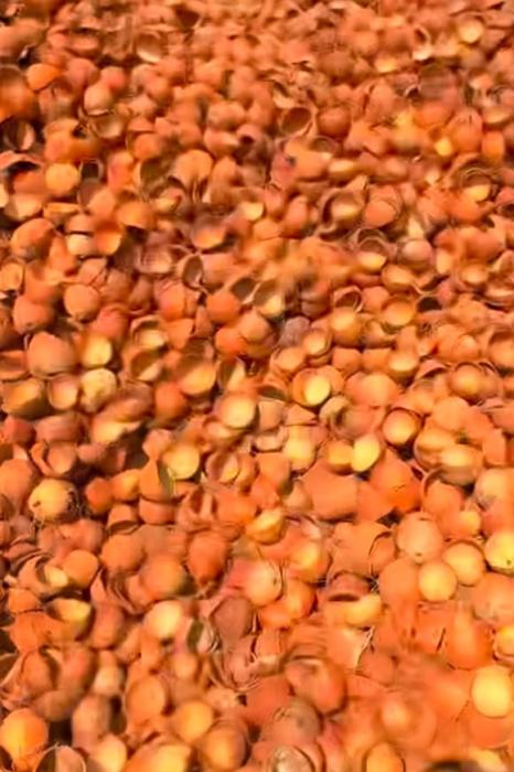 Coconuts buyer in arachalur erode tamilnadu ,Coconut shells buyer in arachalur erode tamilnadu,Coconuts and Coconut shells bulk buyers in arachalur erode tamilnadu, Sri AM Traders 